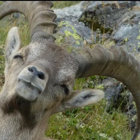 Zamanger Huesli Tatil Evi *